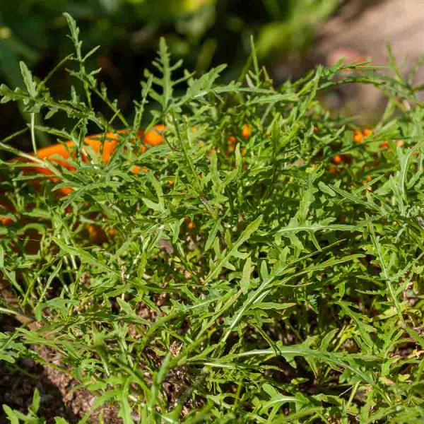 Potagères - Roquette Sauvage - Légumes d'Autrefois - face recto
